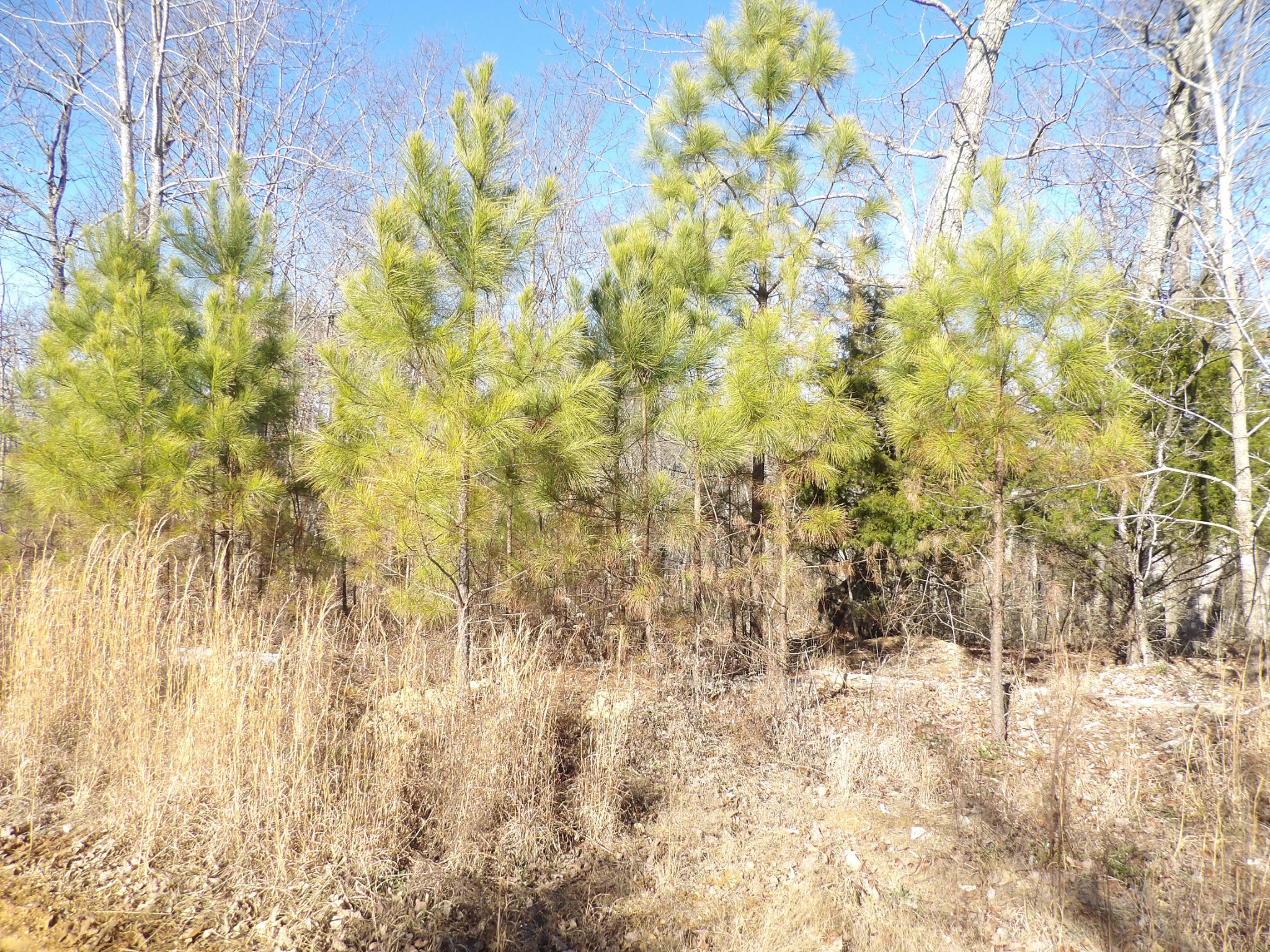 0 Smith Cemetery Road Waverly, TN 37185 - Photo 3 of 14 a view of a yard with a trees