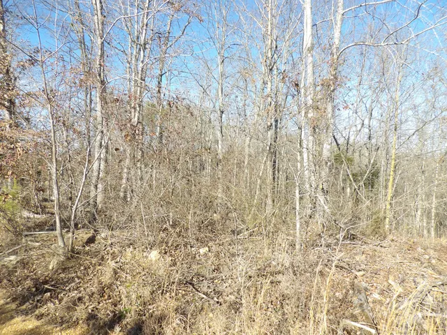 a view of road with large trees