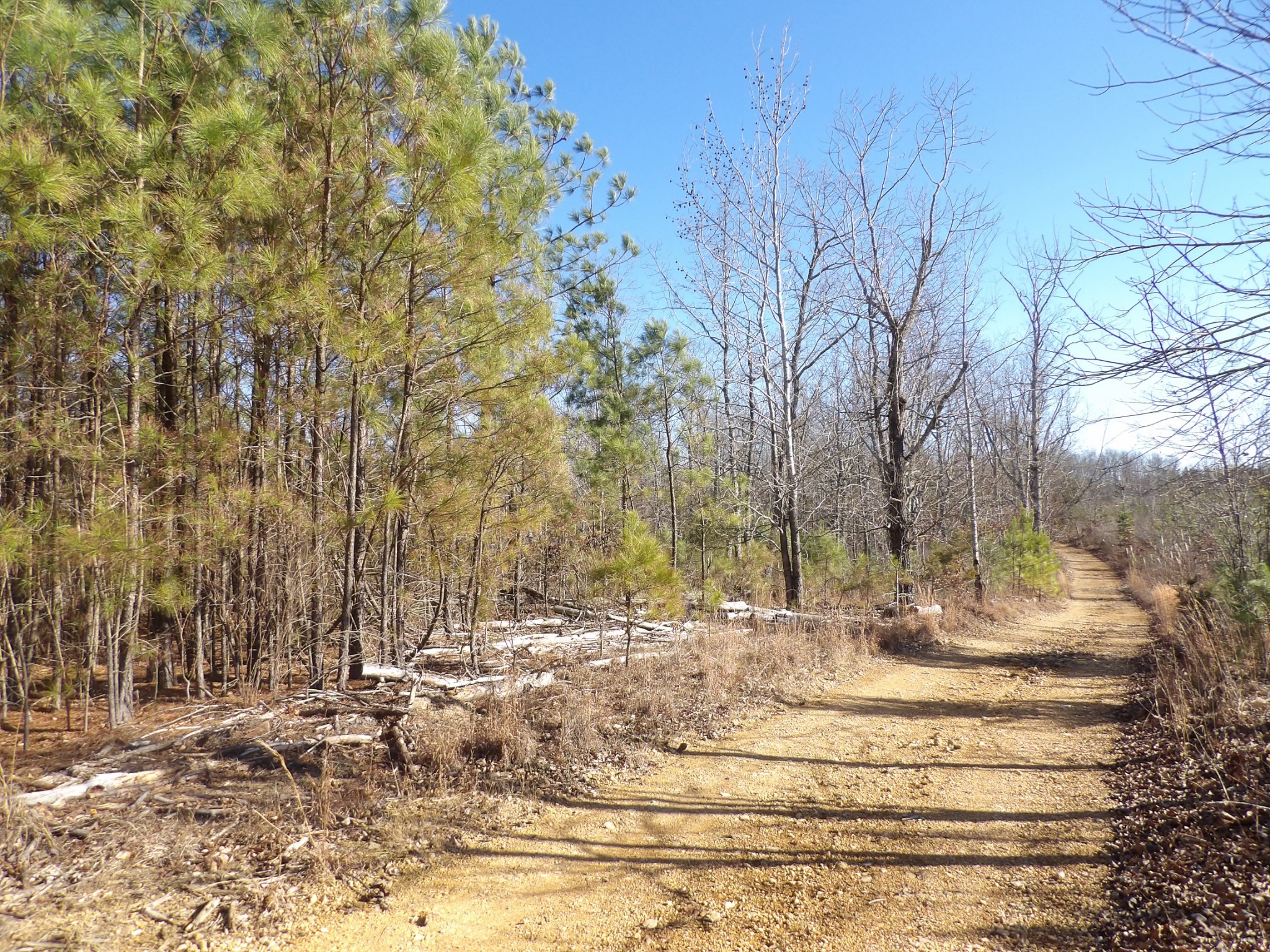 0 Smith Cemetery Road Waverly, TN 37185 - Photo 7 of 14 a view of road with large trees