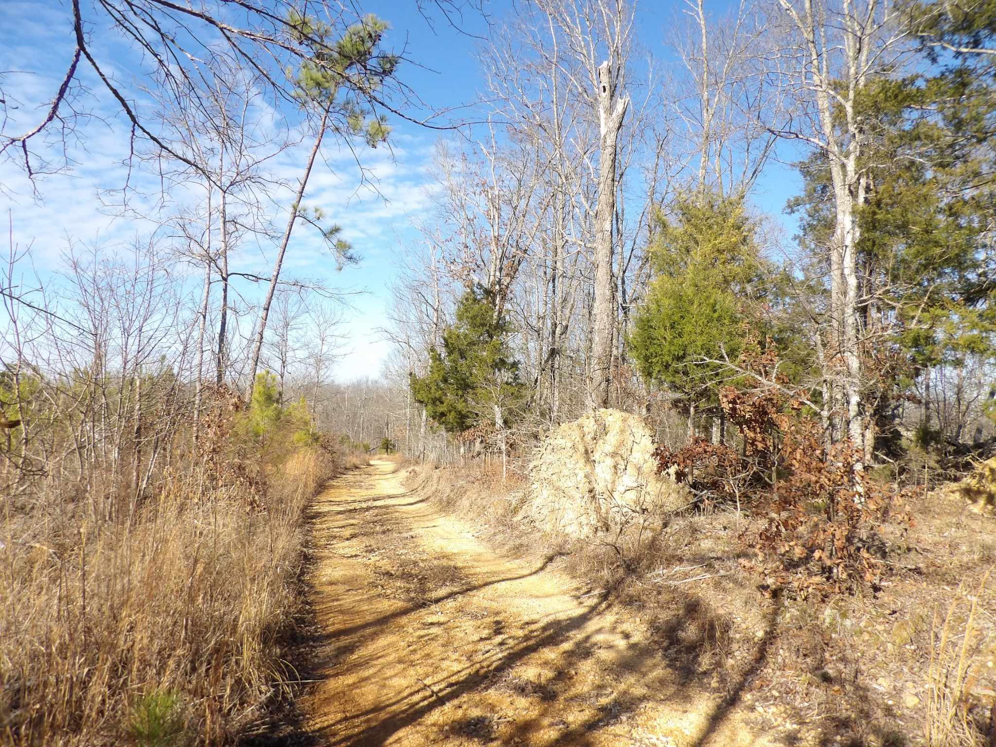 0 Smith Cemetery Road Waverly, TN 37185 - Photo 8 of 14 a view of backyard of a house