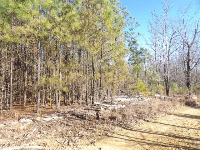 a view of back yard of the house
