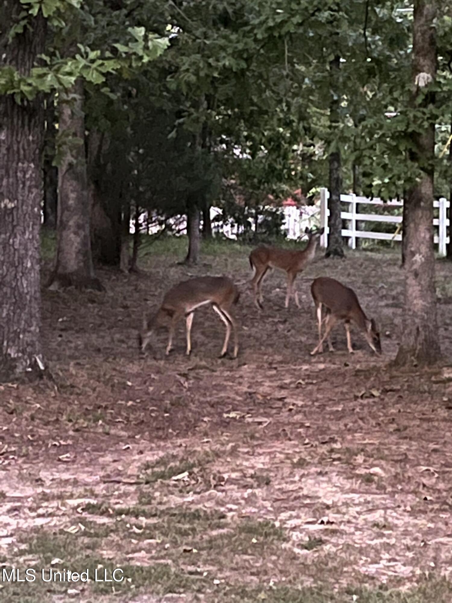 2701 Malone Road Nesbit, MS 38651 - Photo 48 of 50 Wildlife
