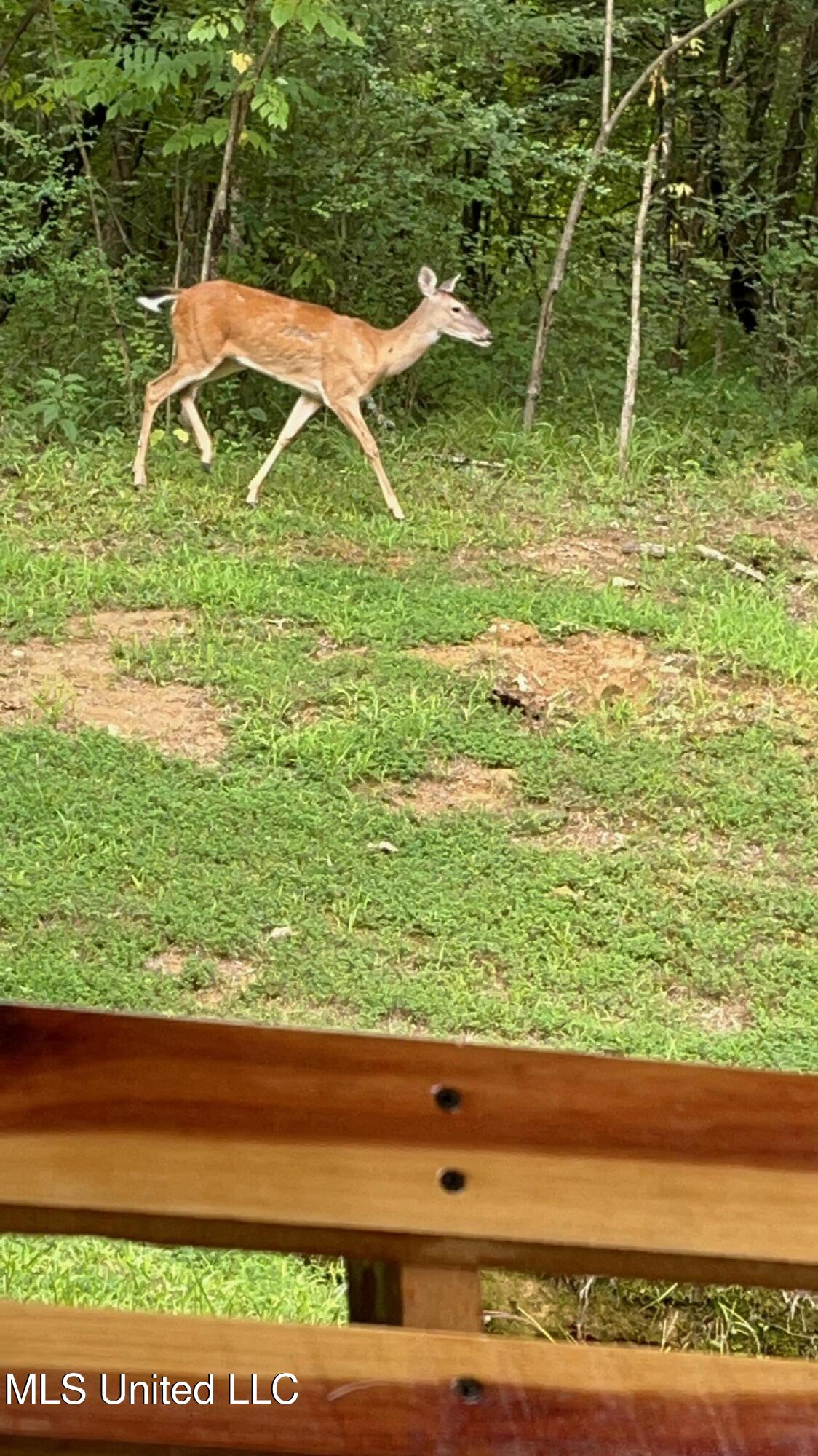 2701 Malone Road Nesbit, MS 38651 - Photo 49 of 50 Wildlife