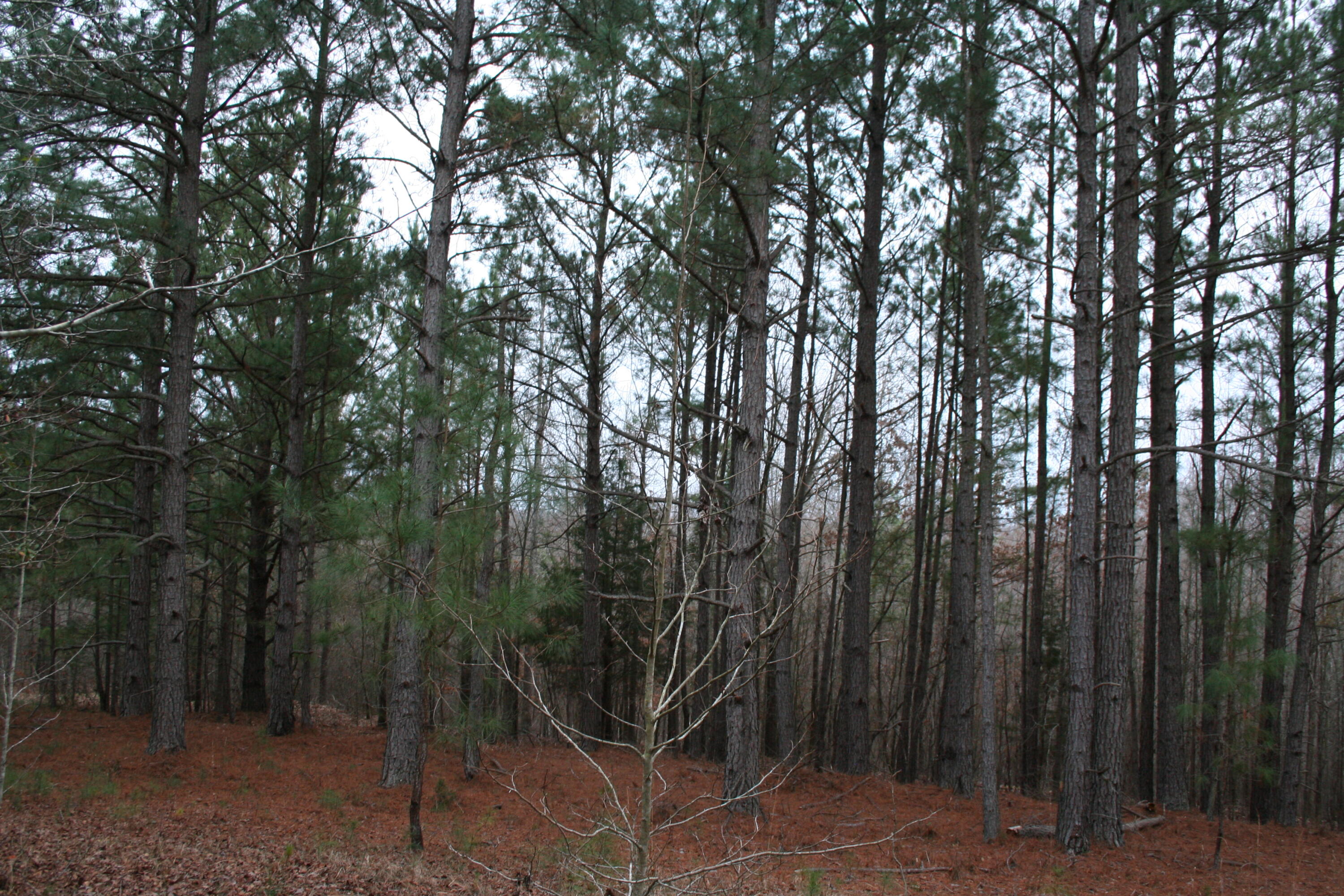 Wooded
