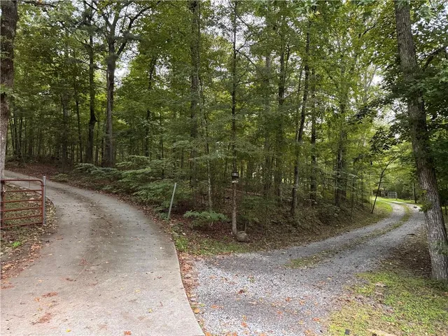 a view of a forest filled with trees