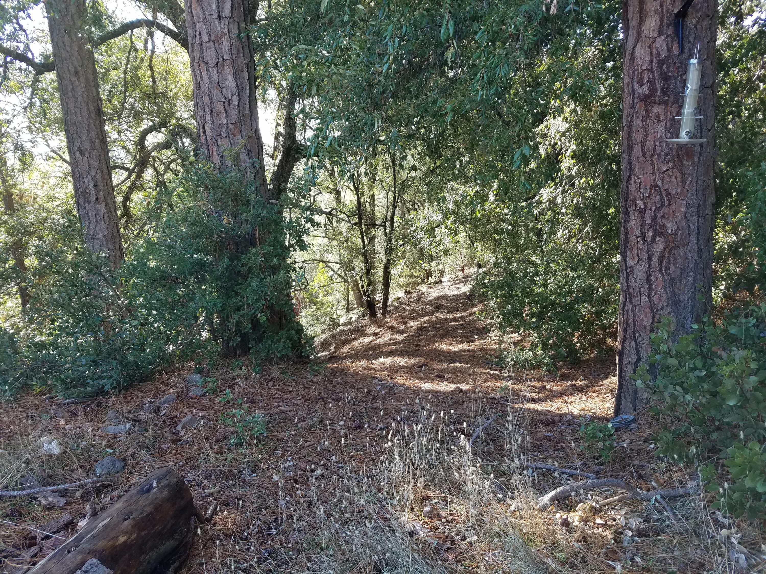 6200 Wilson Hill Road Shingletown, CA 96088 - Photo 51 of 53 a view of a forest