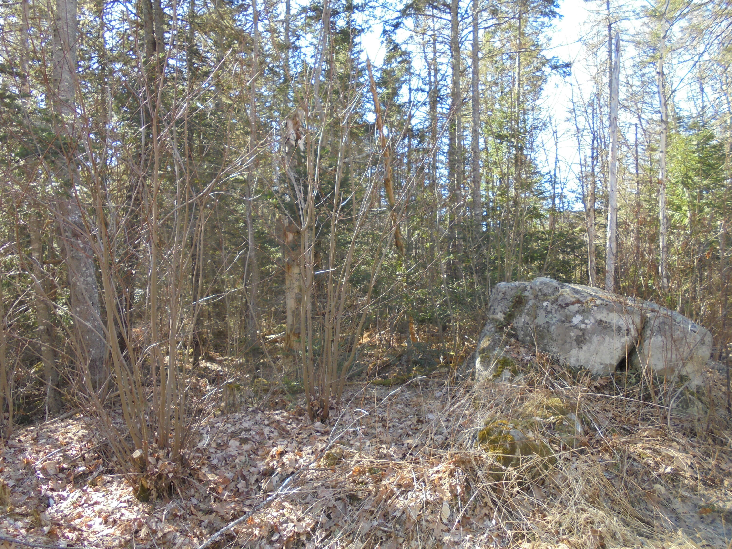 0 Sis Porter Road Sedgwick, ME 04676 - Photo 7 of 7 DSC00783