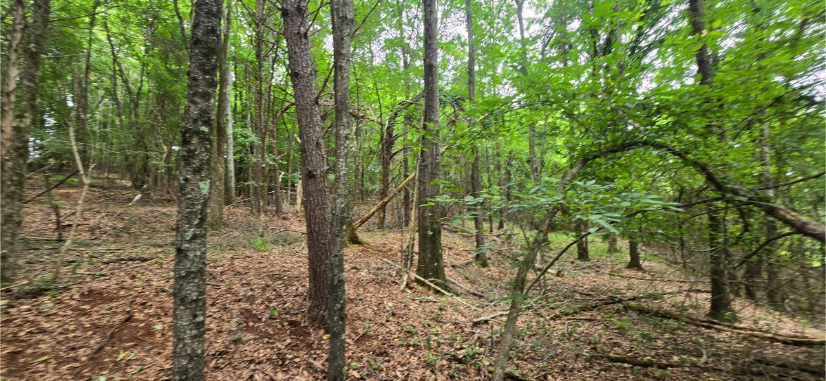 0 Ridge Road Southwest Cave Spring, GA 30124 - Photo 16 of 20 20260618_124312