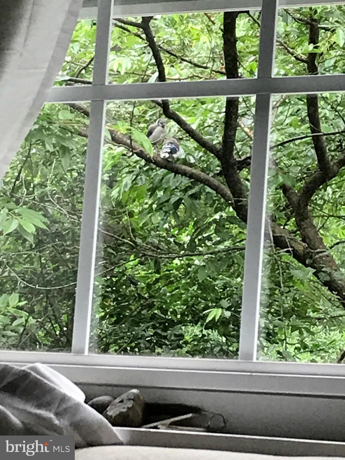 3764 Gunston Road Alexandria, VA 22302 - Photo 12 of 15 From the second bedroom window