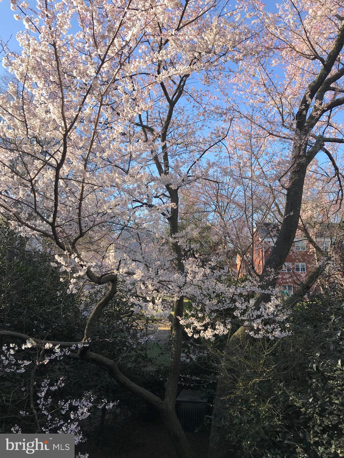 3764 Gunston Road Alexandria, VA 22302 - Photo 13 of 15 Beautiful flowering trees in the spring
