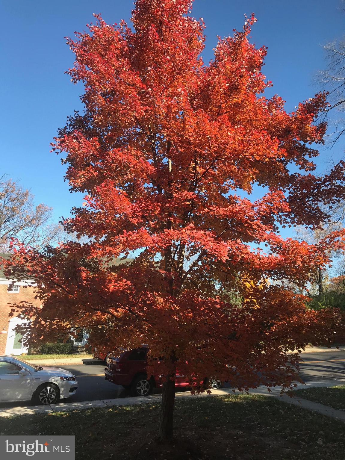 3764 Gunston Road Alexandria, VA 22302 - Photo 14 of 15 Vibrant color outside window in Fall