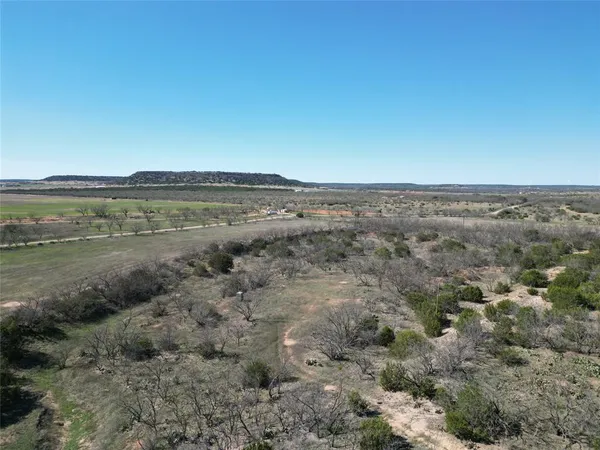 a view of a large trees with lots of trees