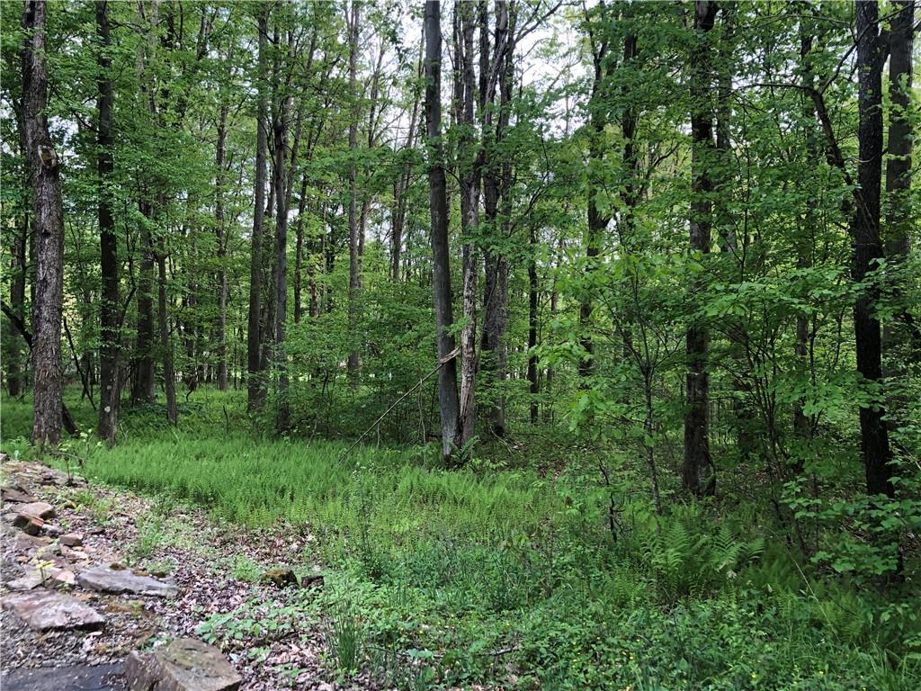 661 Nelson Road Farmington, PA 15437 - Photo 8 of 50 a view of a lush green forest