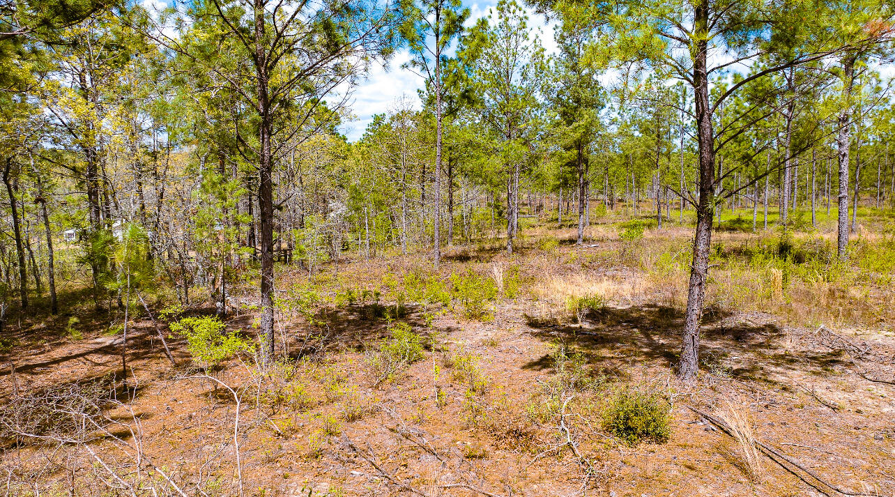 Lot 4 Bluffwood Road Wagener, SC 29164 - Photo 6 of 6 IMG_3636