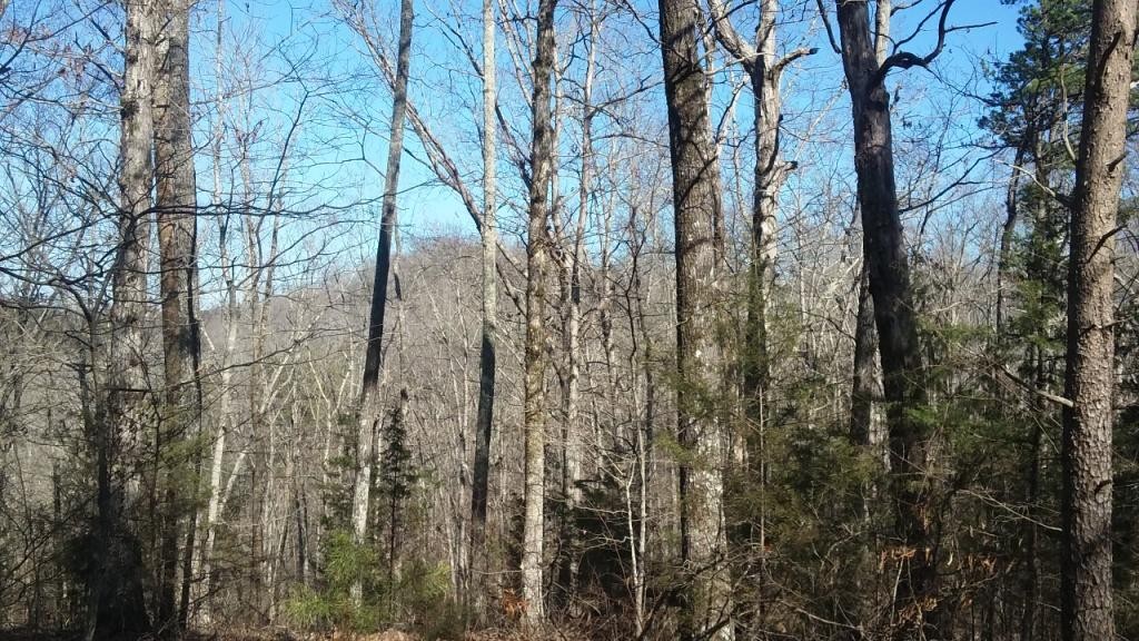 0 Gribble Road Maryville, TN 37803 - Photo 24 of 32 Gallery Image 24