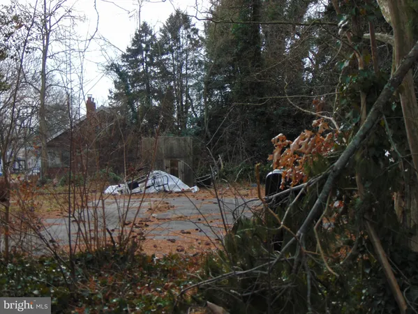 a view of a plant with a tree