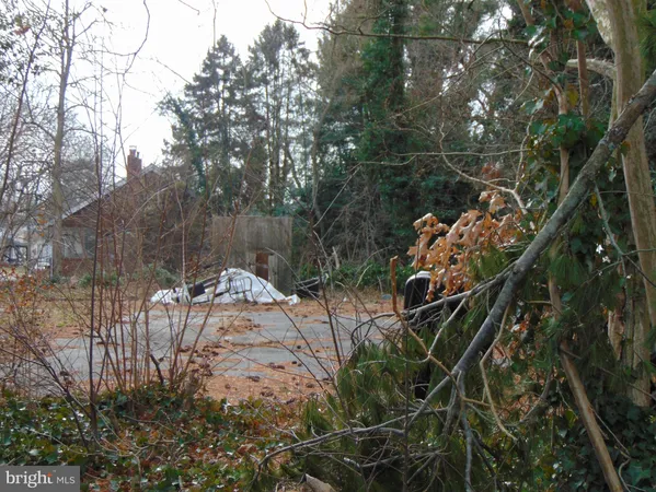 a view of a plant with a tree