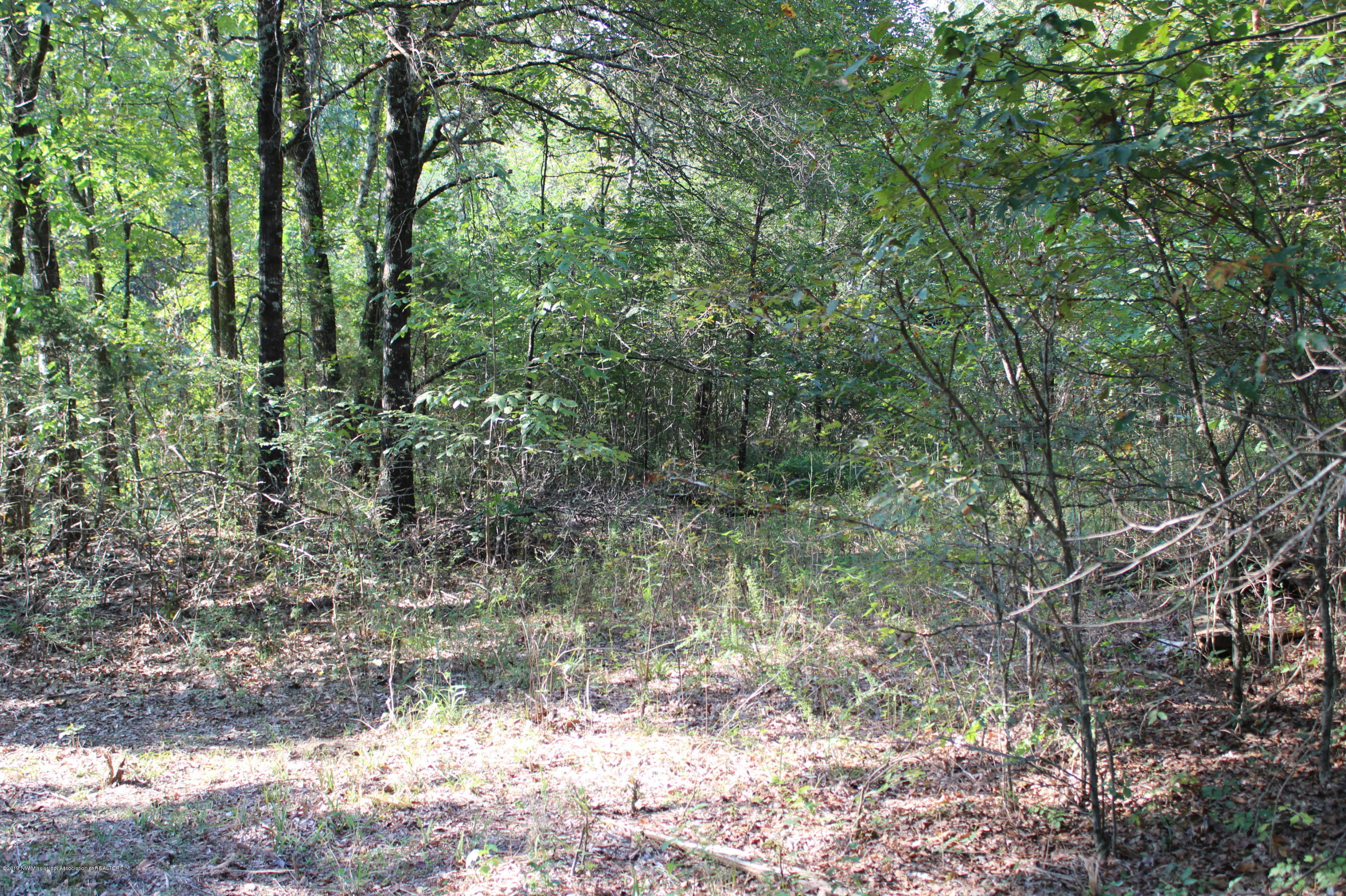 1810 Peavine Road Coldwater, MS 38618 - Photo 37 of 61 00000031