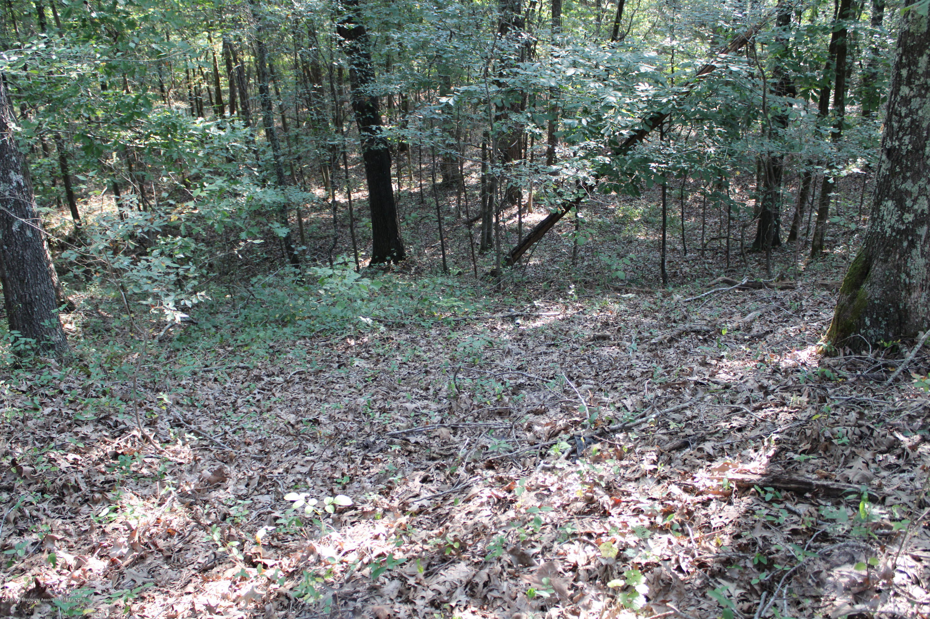1810 Peavine Road Coldwater, MS 38618 - Photo 45 of 61 00000039