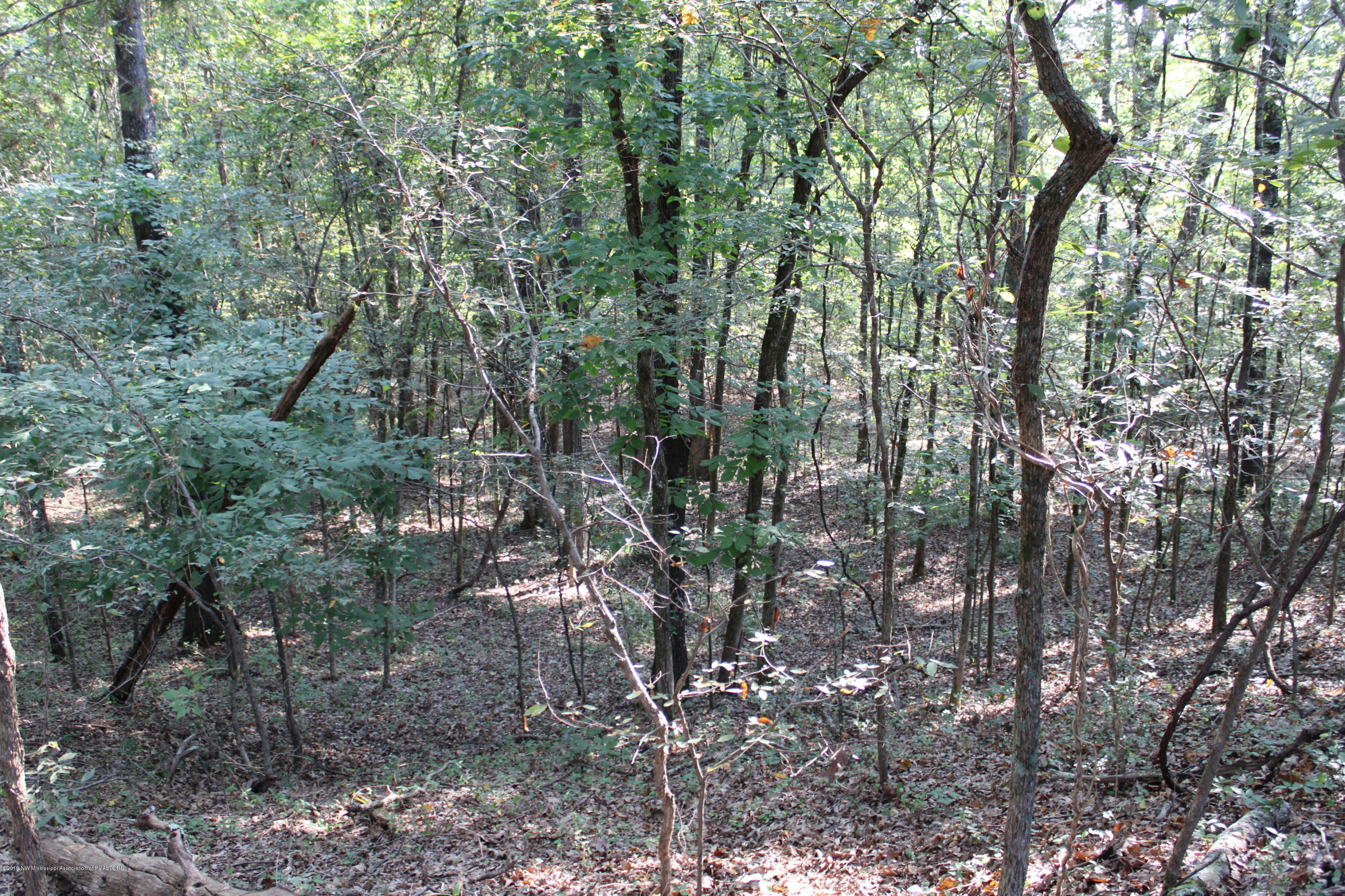 1810 Peavine Road Coldwater, MS 38618 - Photo 46 of 61 00000042