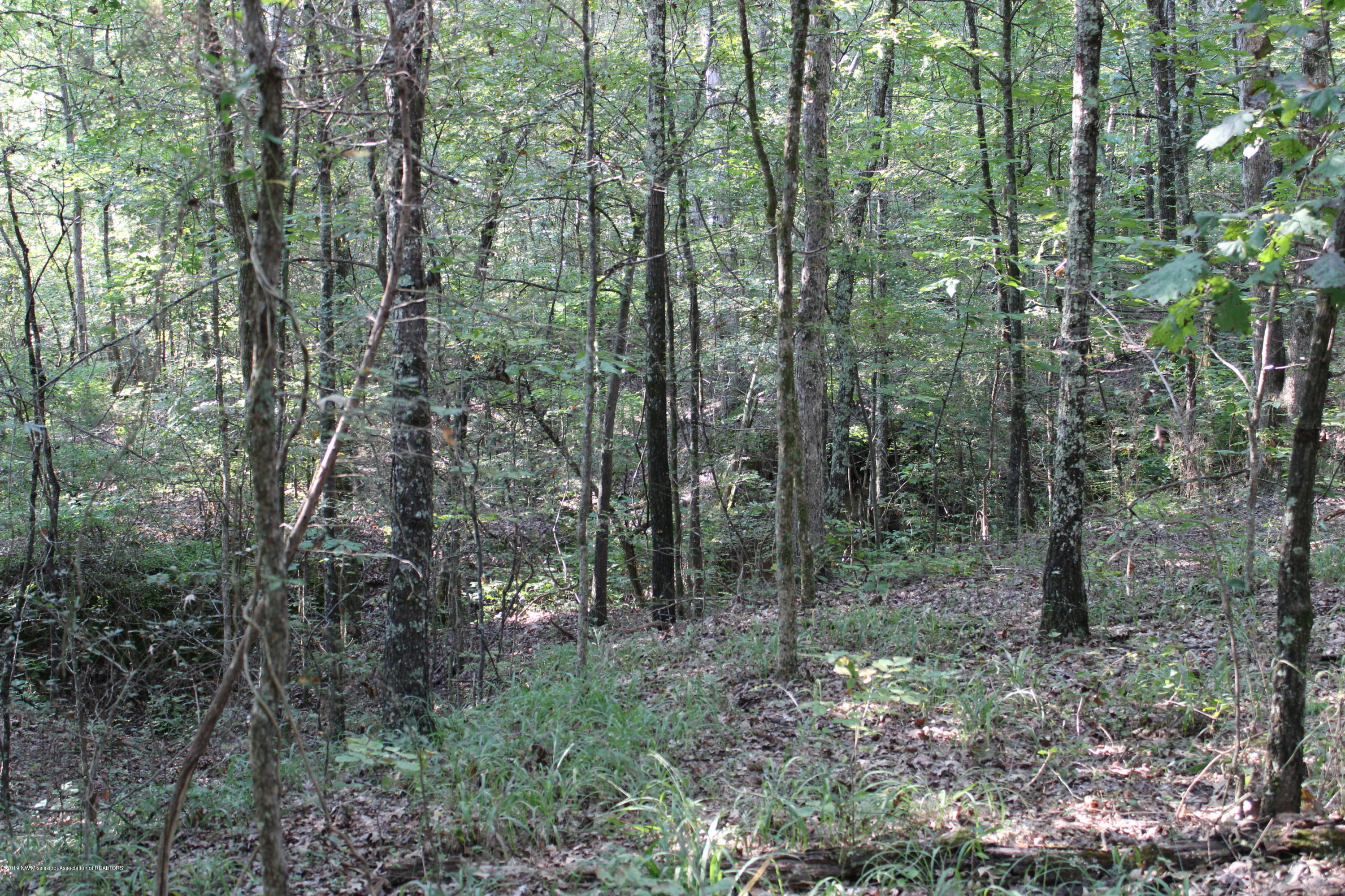 1810 Peavine Road Coldwater, MS 38618 - Photo 50 of 61 00000047