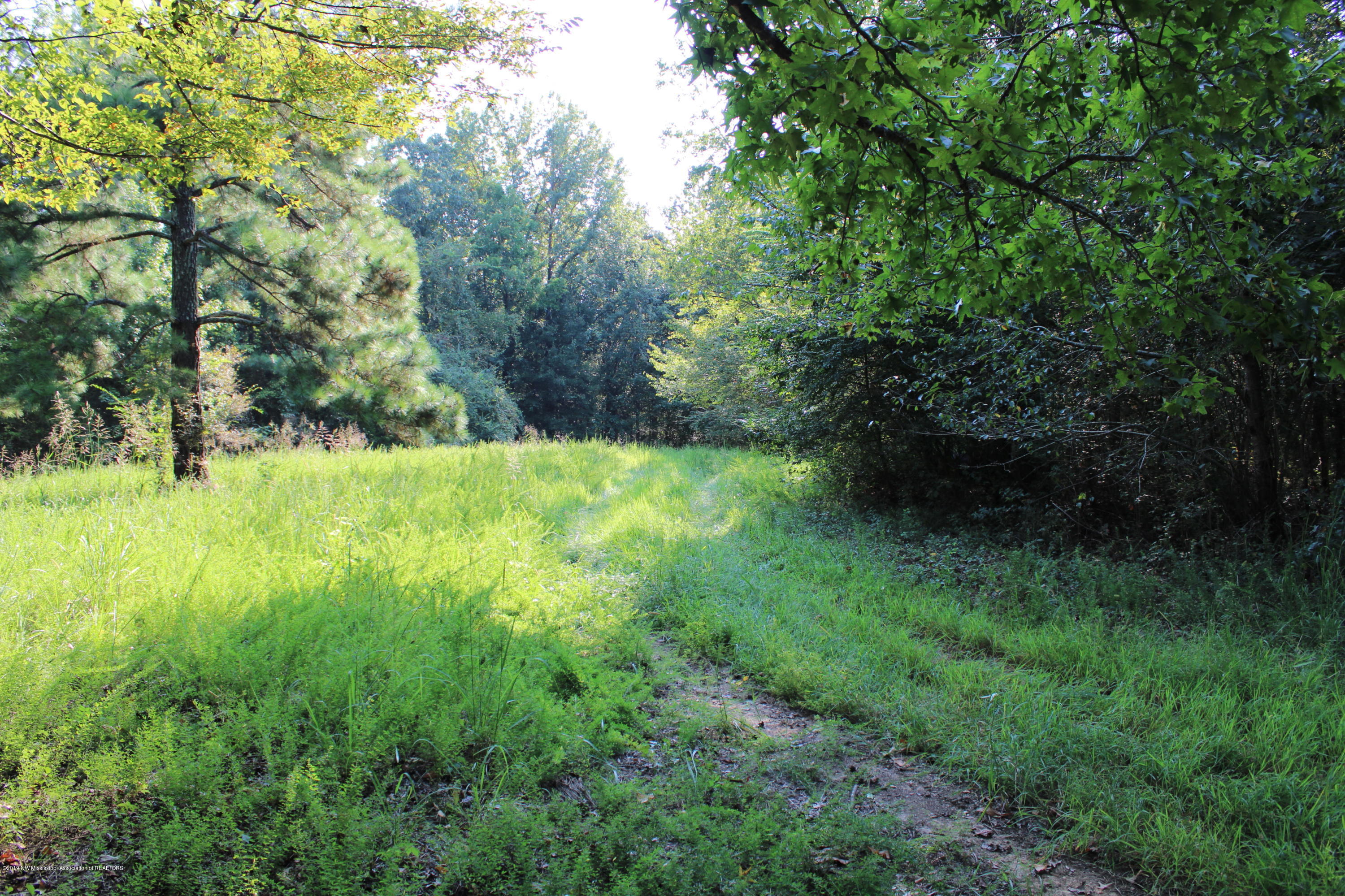 1810 Peavine Road Coldwater, MS 38618 - Photo 5 of 61 00000026