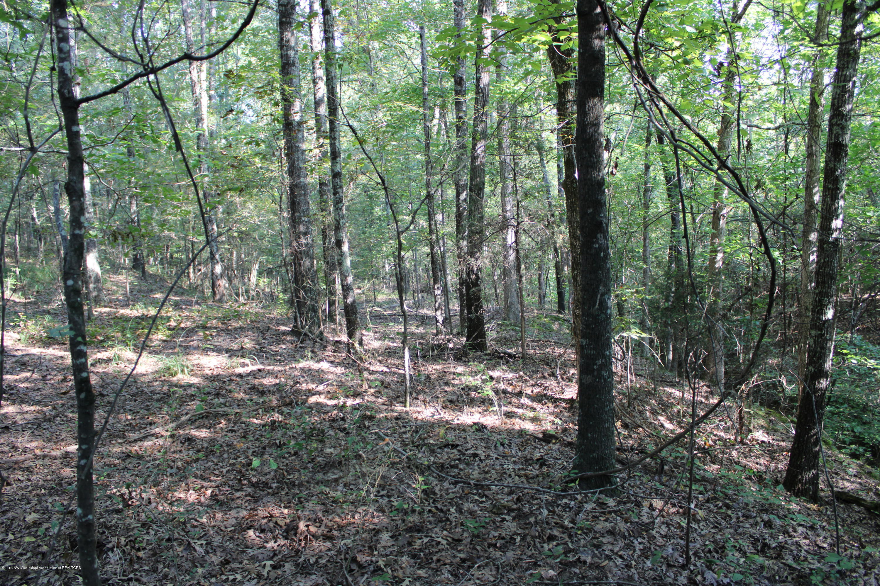 1810 Peavine Road Coldwater, MS 38618 - Photo 54 of 61 00000051