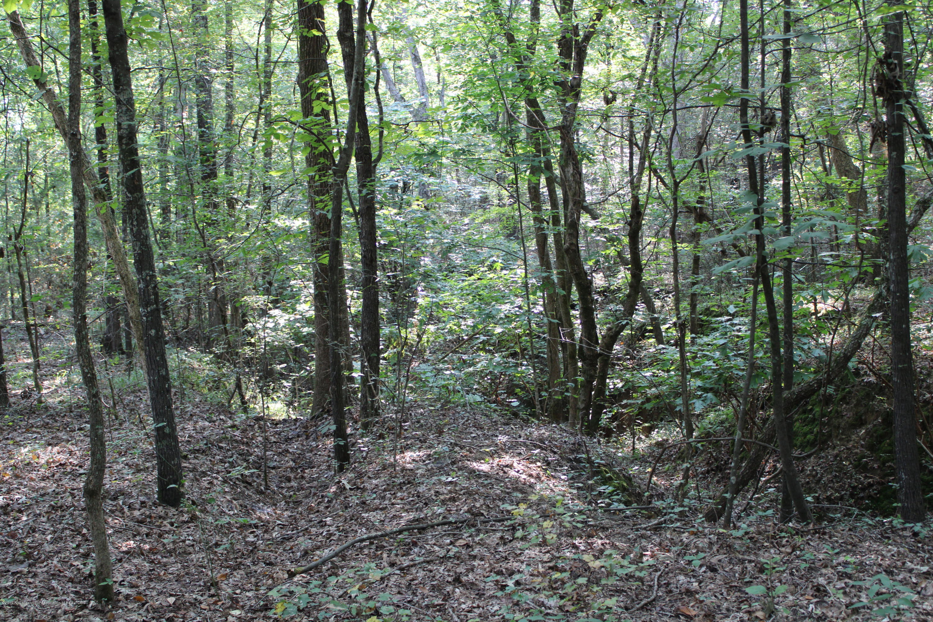 1810 Peavine Road Coldwater, MS 38618 - Photo 57 of 61 00000055