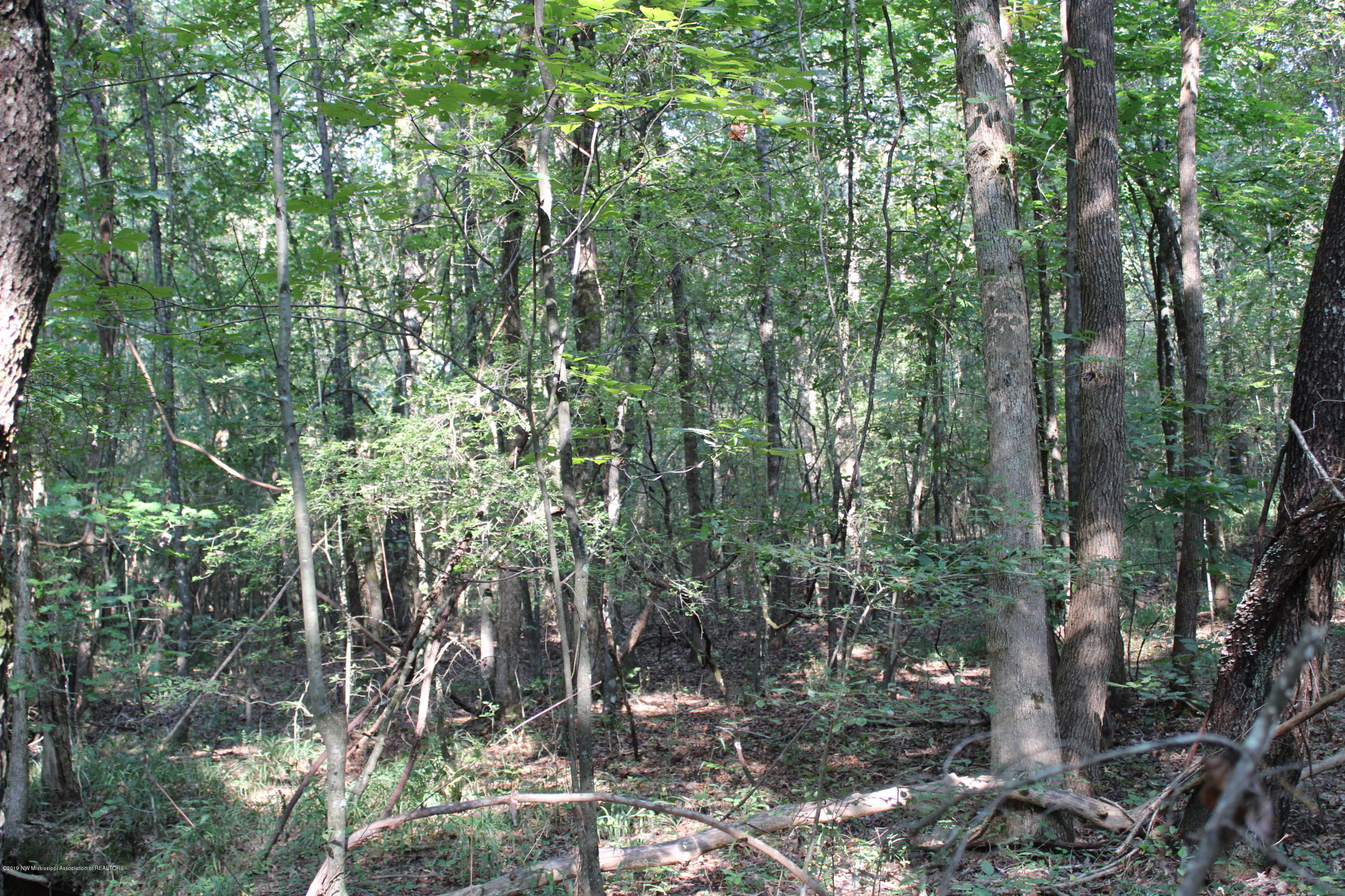 1810 Peavine Road Coldwater, MS 38618 - Photo 59 of 61 00000057