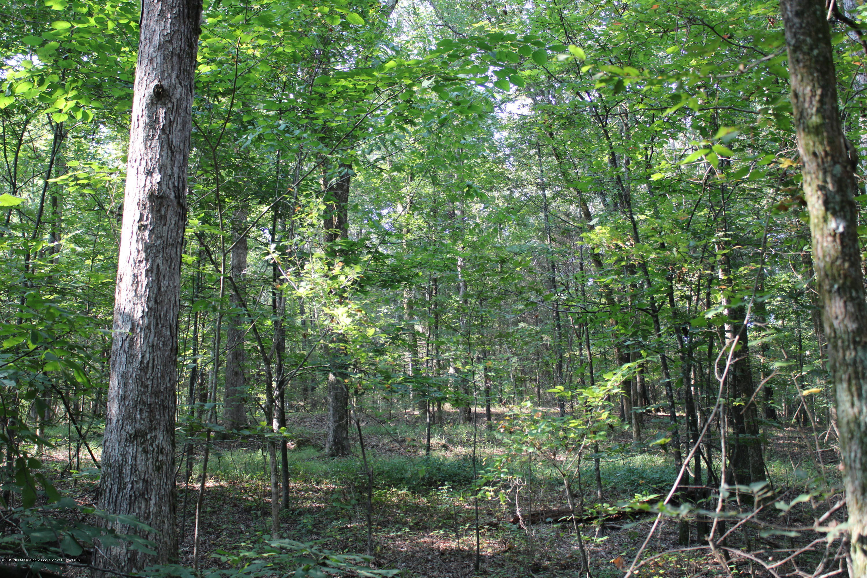 1810 Peavine Road Coldwater, MS 38618 - Photo 60 of 61 00000058