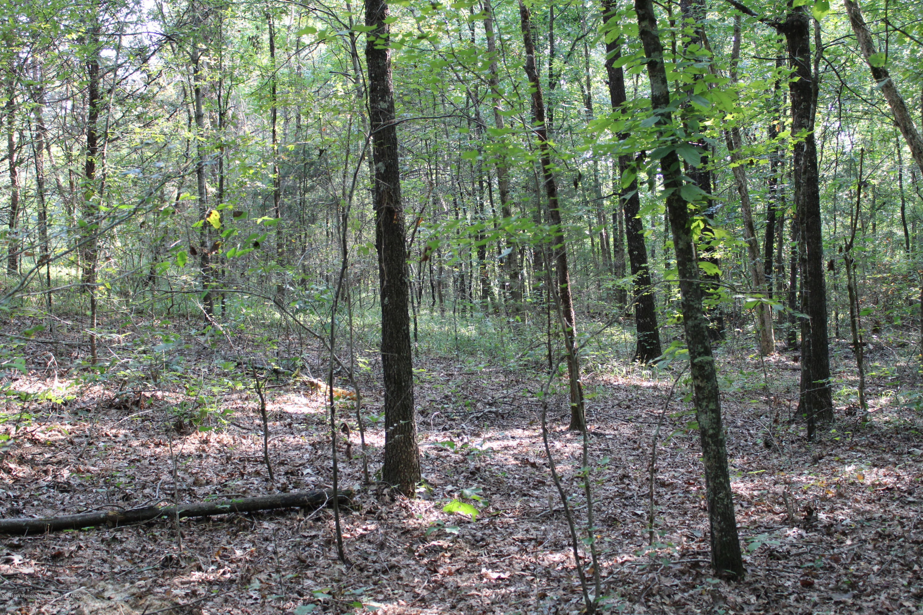 1810 Peavine Road Coldwater, MS 38618 - Photo 61 of 61 00000059