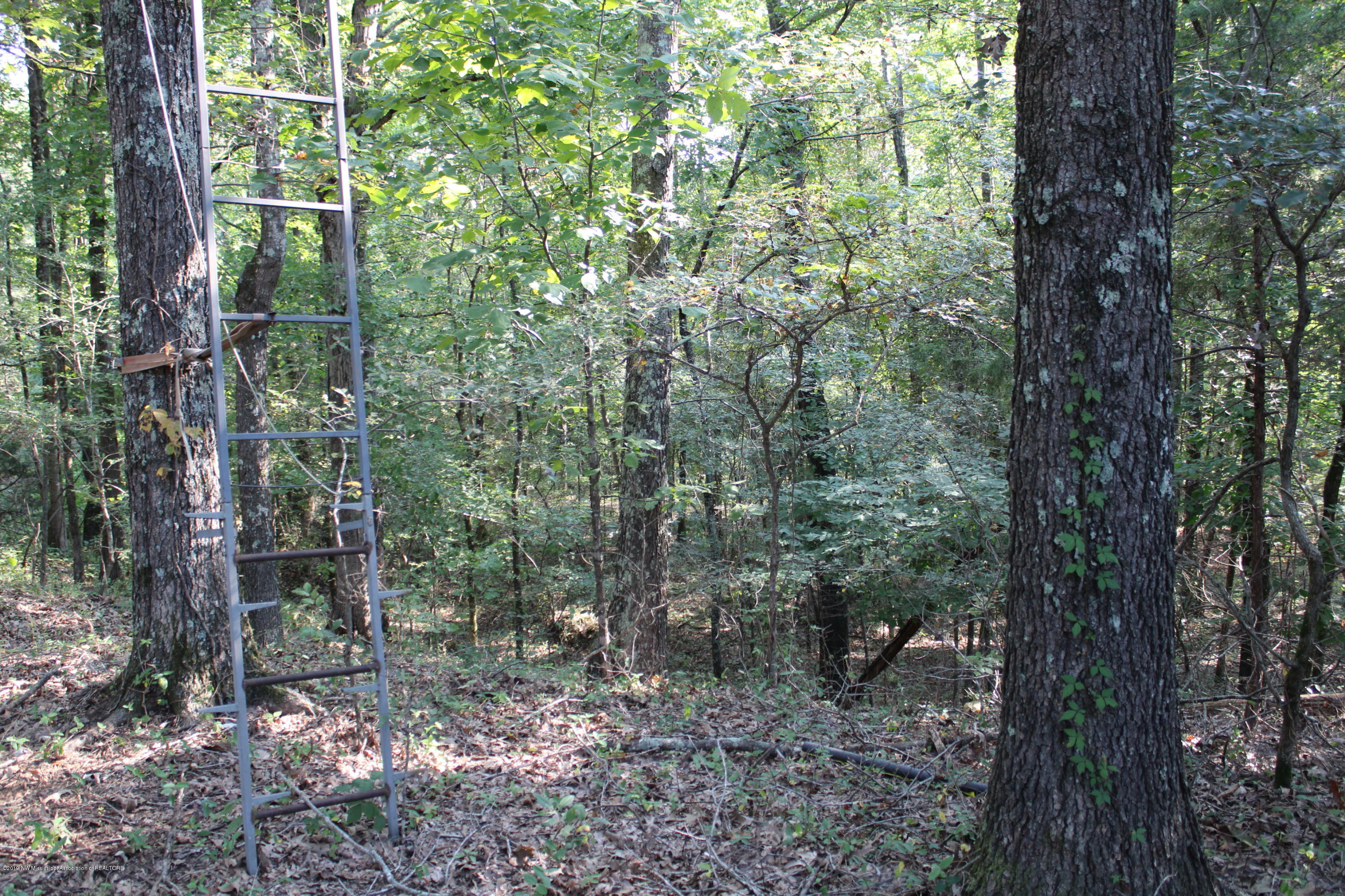 1810 Peavine Road Coldwater, MS 38618 - Photo 7 of 61 00000041