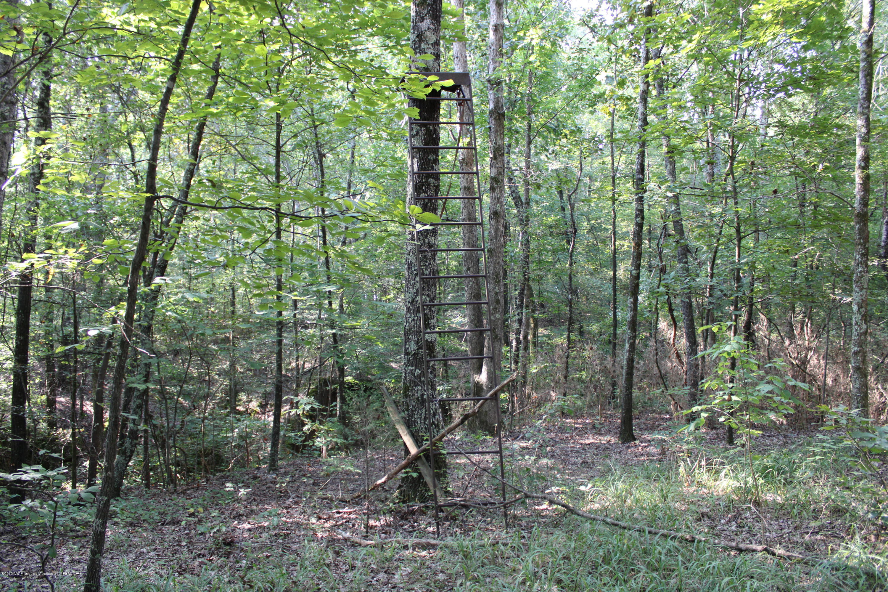 1810 Peavine Road Coldwater, MS 38618 - Photo 8 of 61 00000044