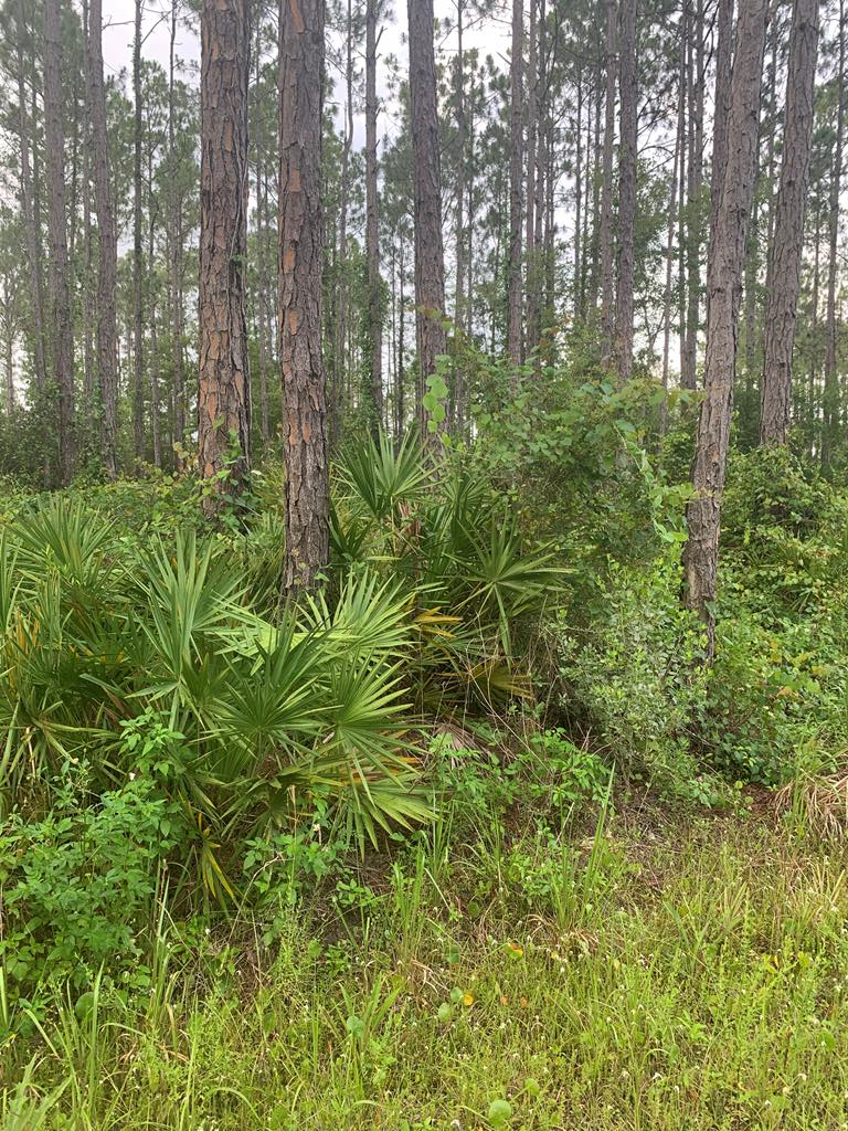 891 Mill Road Carrabelle, FL 32322 - Photo 2 of 24