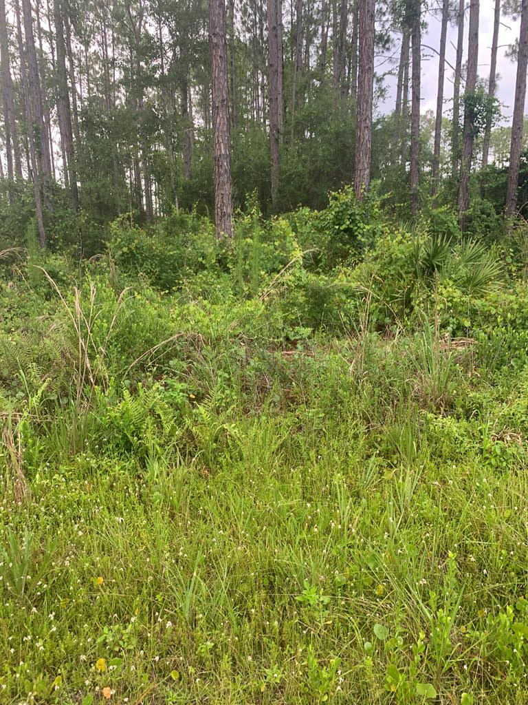891 Mill Road Carrabelle, FL 32322 - Photo 24 of 24