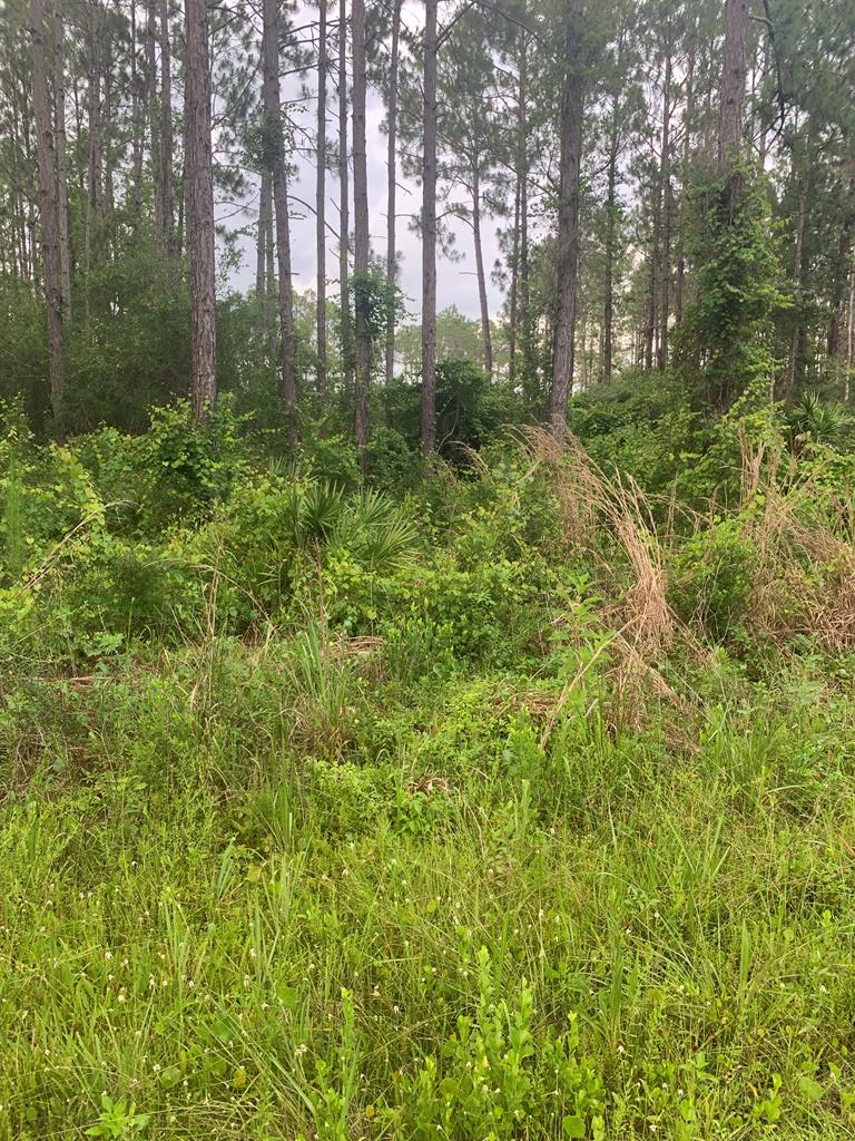 891 Mill Road Carrabelle, FL 32322 - Photo 4 of 24