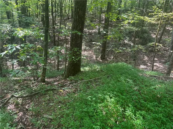 a lush green forest with lots of trees