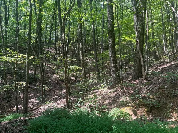 a view of forest