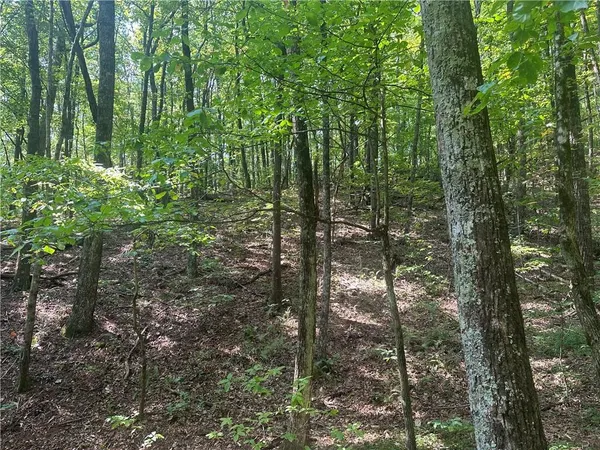 a view of forest