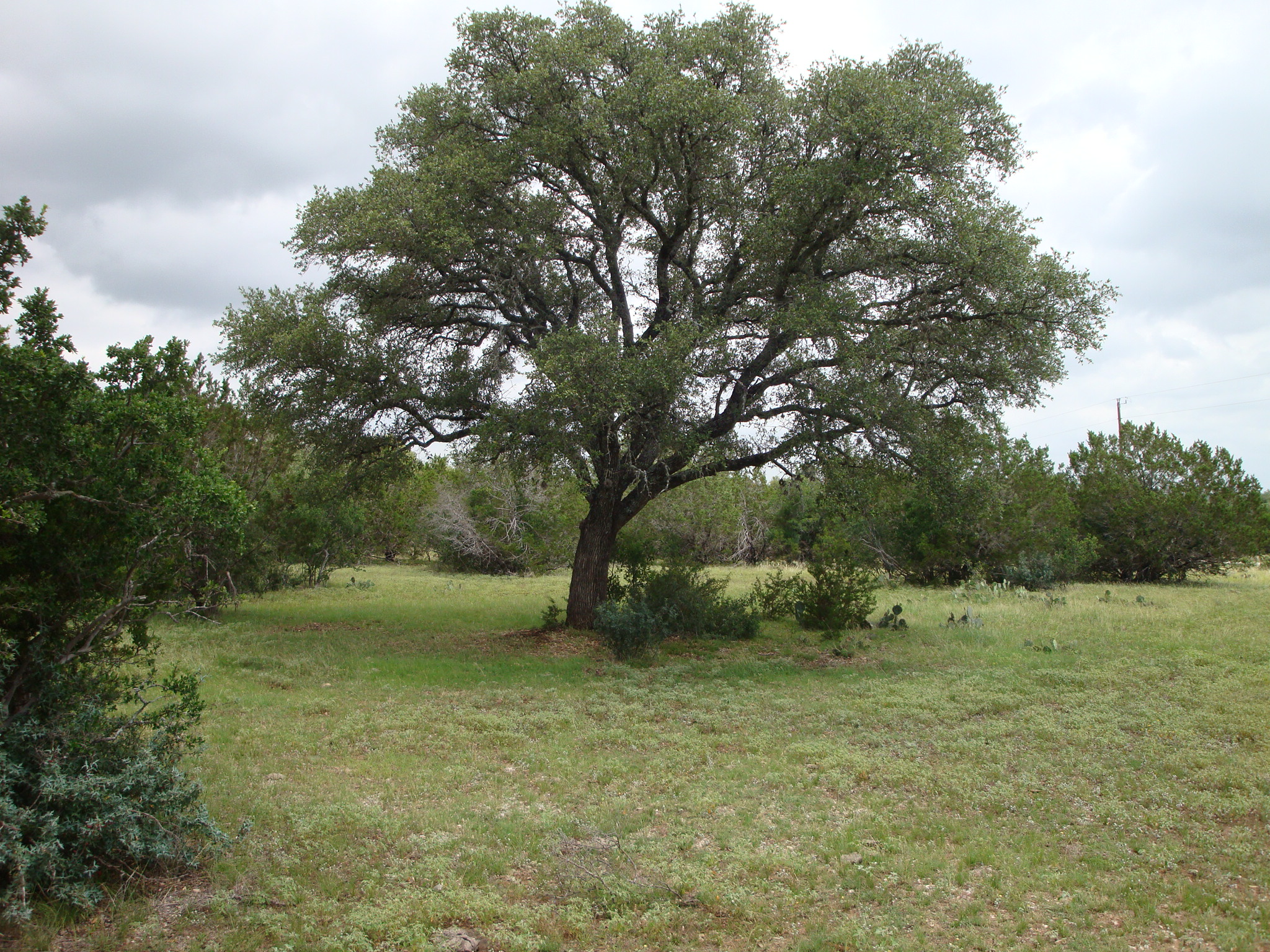 1619 Althaus Ranch Road Johnson City, TX 78636 - Photo 27 of 40 Mature tree with extensive canopy and textured bark, situated within a grassy clearing