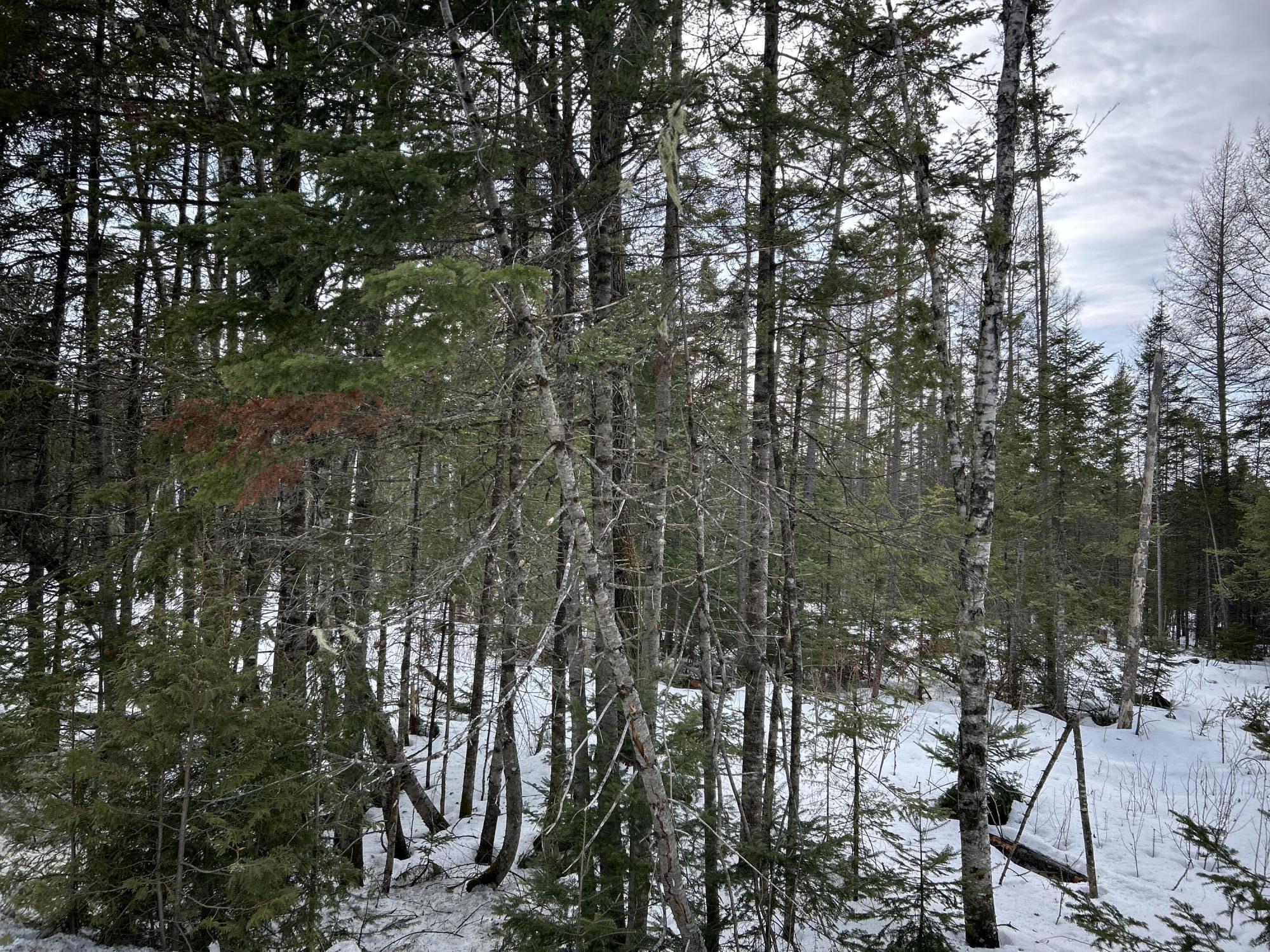 0 East Jemtland Road Caribou, ME 04736 - Photo 2 of 23 IMG_6919