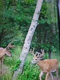 1366 Grow Road Northwest Stanton, MI 48888 - Photo 46 of 48 4359880590847711667
