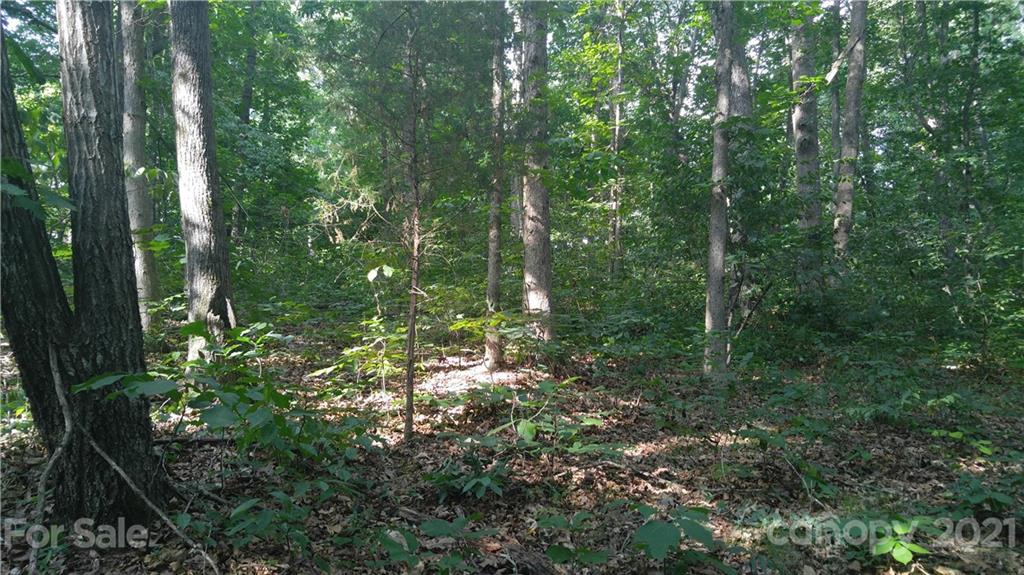 3133 Weidner Road, Unit 18 Newton, NC 28658 - Photo 4 of 5 a view of a forest with trees