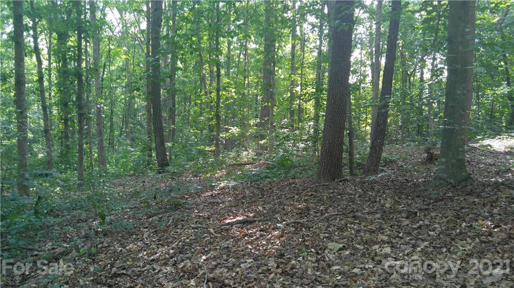 3133 Weidner Road, Unit 18 Newton, NC 28658 - Photo 5 of 5 a view of a forest with trees in the background