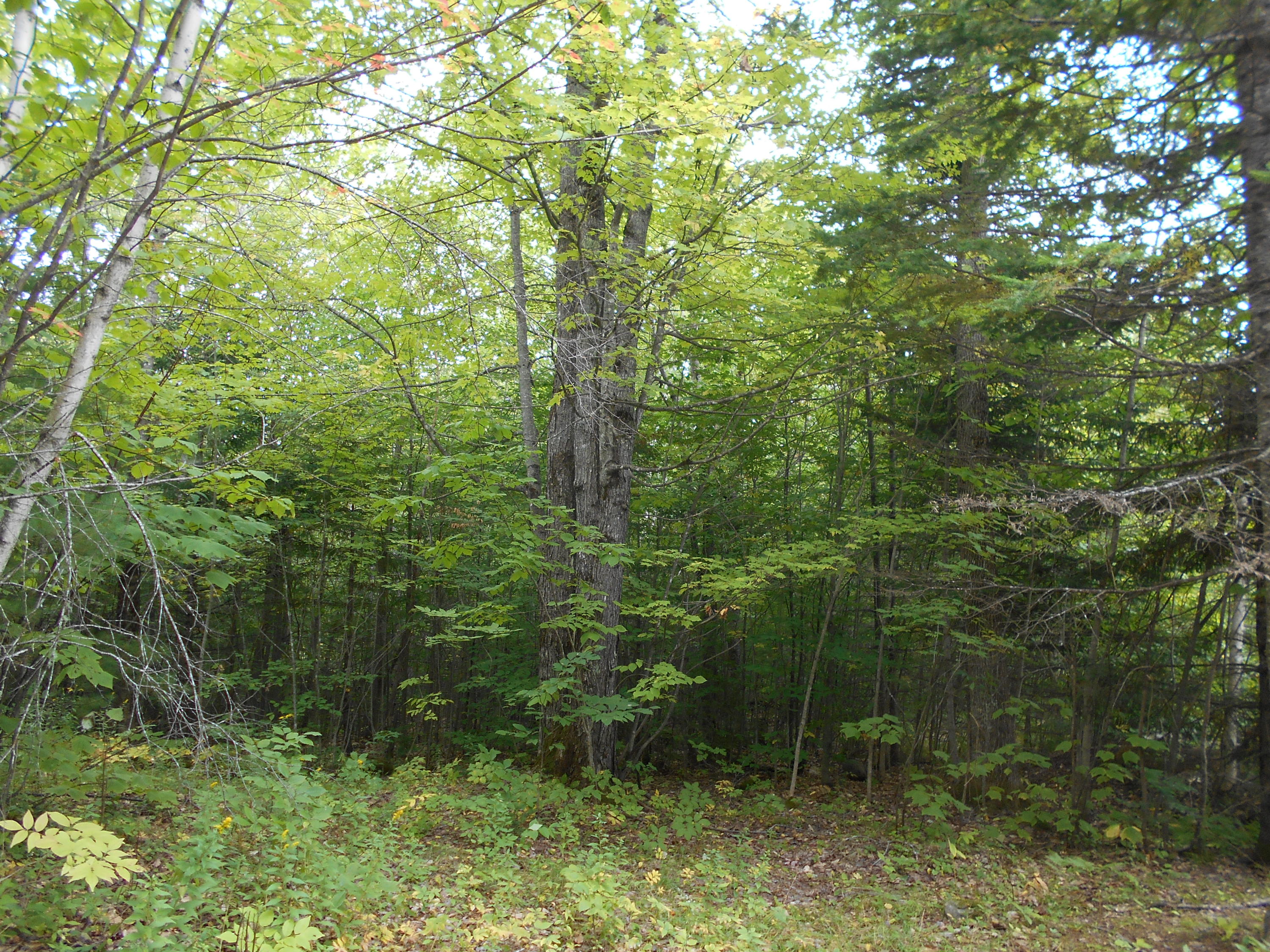103 Atkinson Road Bradford, ME 04410 - Photo 6 of 7 DSCN4659