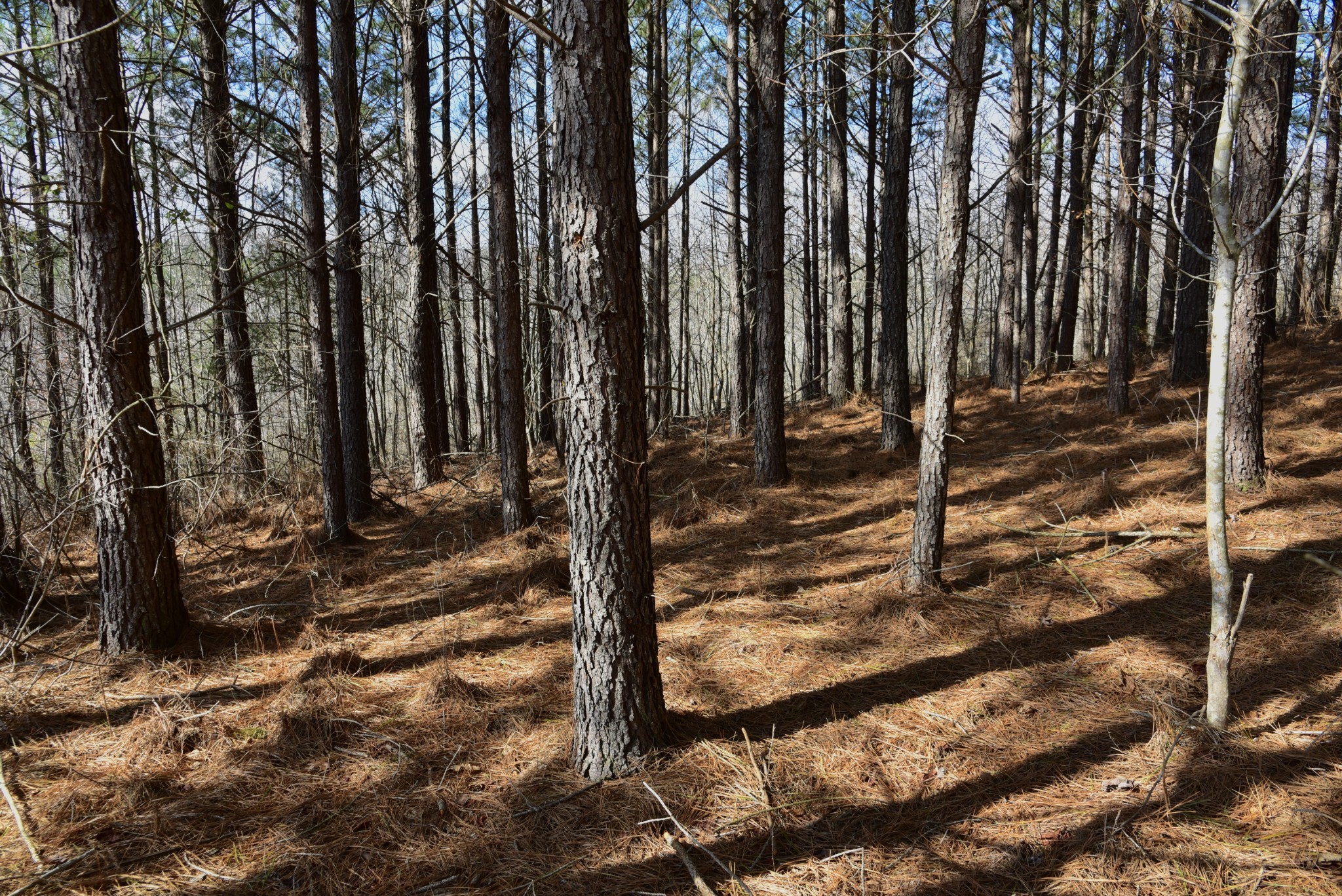 0 Duck River Road Hurricane Mills, TN 37078 - Photo 39 of 52 Gallery Image 39