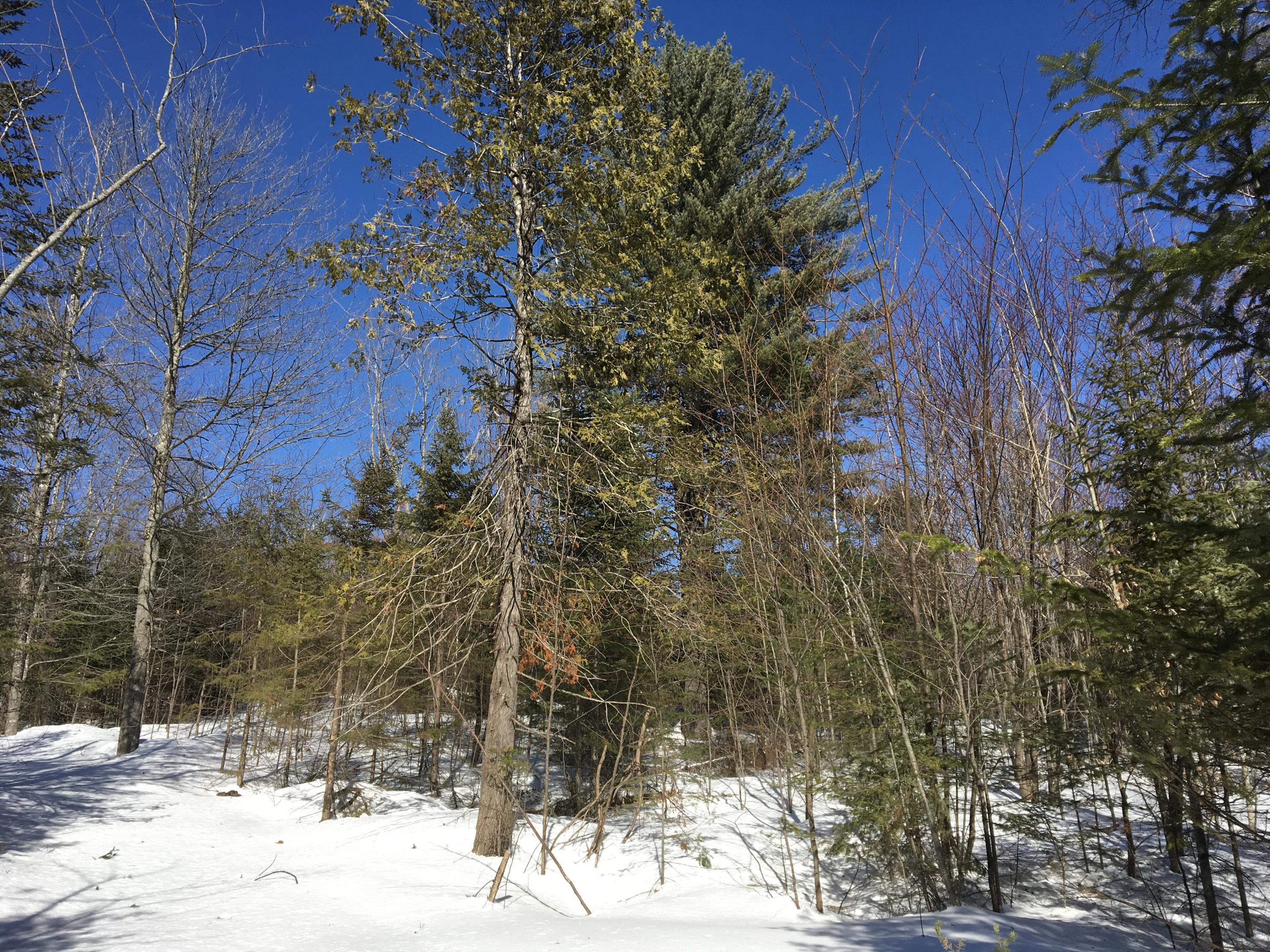 Lot 16 Downs Road Sebec, ME 04481 - Photo 4 of 10 Photo Mar 01, 1 11 06 PM