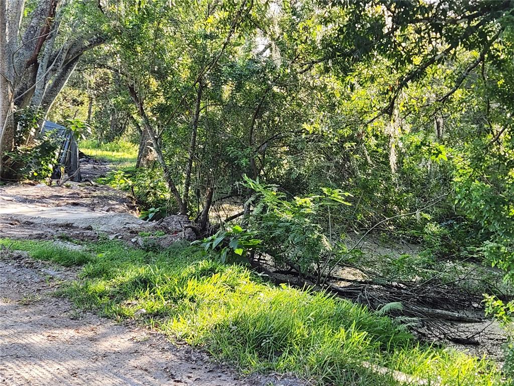 2608 20 Mile Level Road Land O' Lakes, FL 34639 - Photo 5 of 19 a view of a yard with plants and large trees