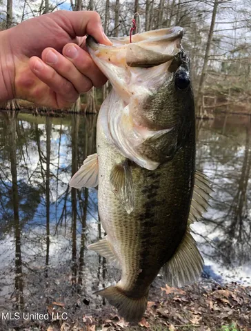 $849,000 | 1046 Sligo Street, Woodville, MS 39669