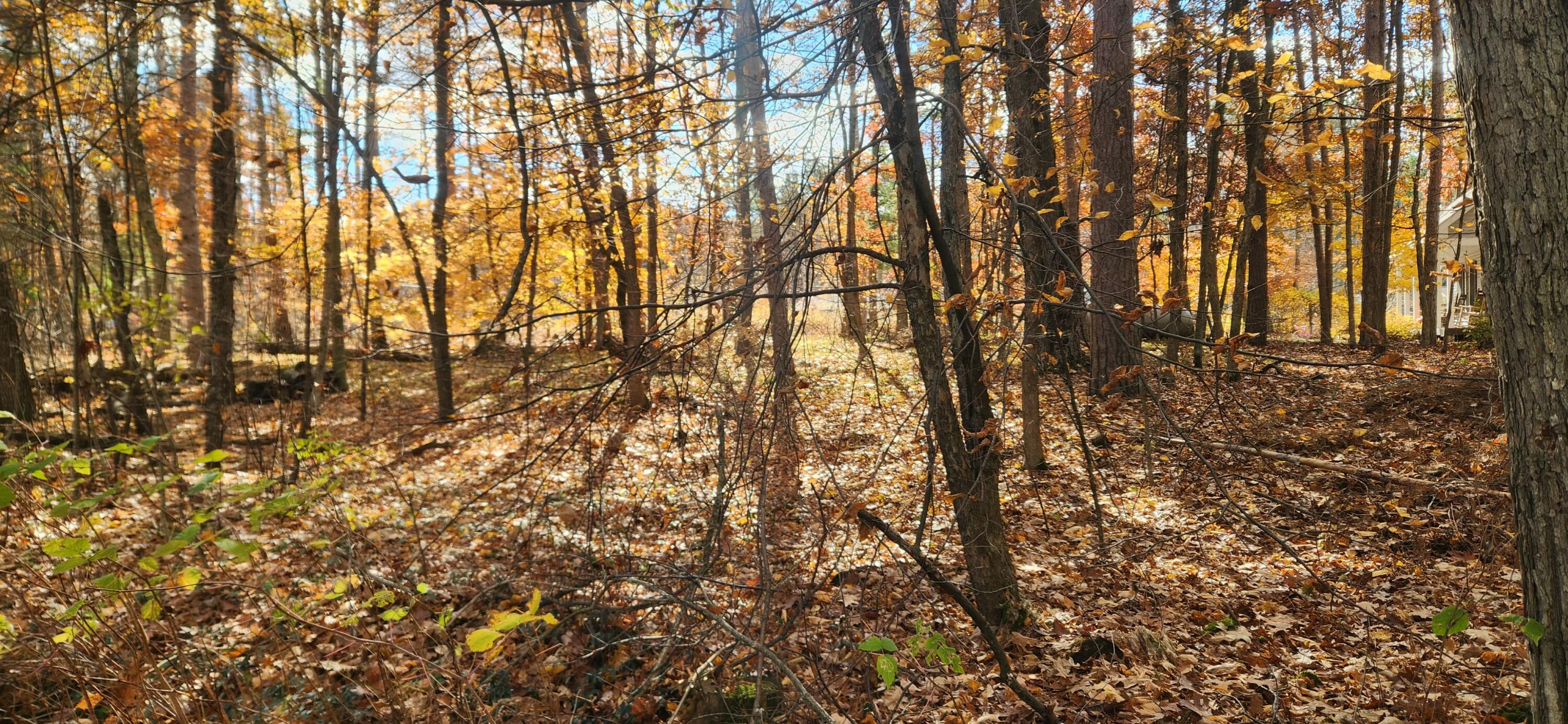 18160 Indian Village Road Big Rapids, MI 49307 - Photo 4 of 8 #4 Wooded